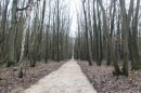 forêt de la Tour du Lay